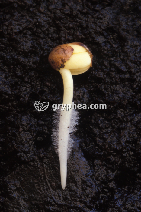 Germination d'une graine de Radis montrant les poils absorbants - gryphea.com